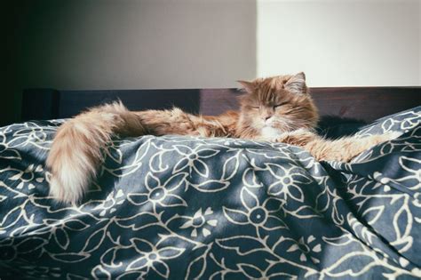 Photo of Cat Sleeping on Bed