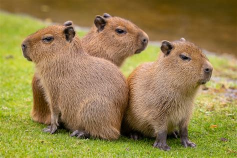 Capybara-Nachwuchs hat endlich einen Namen – Zoo Berlin