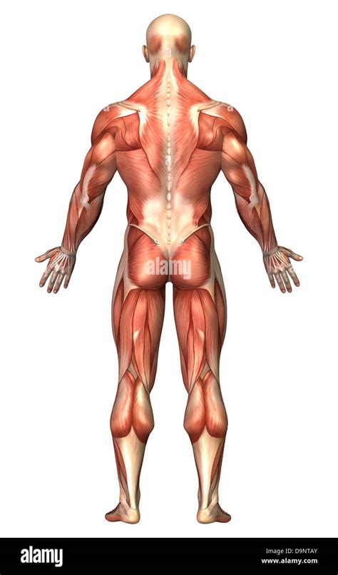 Anatomy of male muscular system, back view Stock Photo: 57643123 - Alamy