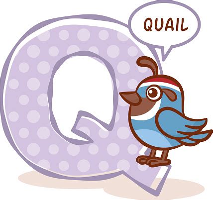 Abc Zoo Alphabet Letter Q Quail Stock Illustration - Download Image Now ...