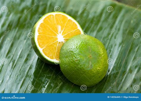 Green Orange Royalty Free Stock Photo - Image: 14256445