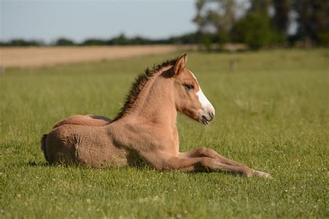 Kentucky Horse Park - City of West Liberty