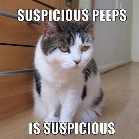 Suspicious Peeps is suspicious | LOLcats | Know Your Meme