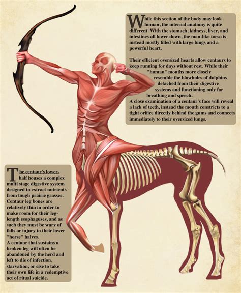 Centaur Anatomy- Natural History of the Fantastic by Christopher-Stoll on DeviantArt