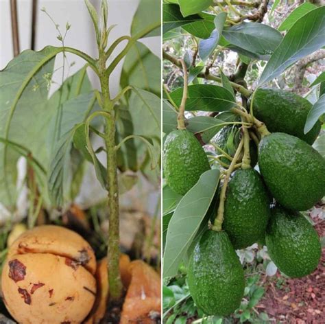 Avocado Seed Germination, Time, Temperature, Process | Gardening Tips