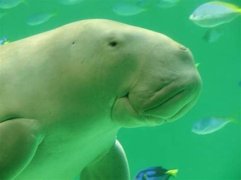 40 best images about Dugong and Manatee on Pinterest | Discover more ...