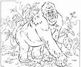 Silverback Gorilla Coloring Pages At GetColoringscom  Free Printable sketch template