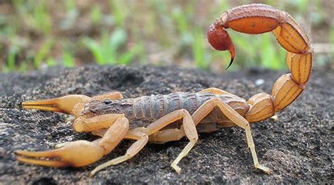 Scientists just created a new robot that could safely extract scorpion venom | Technology News ...