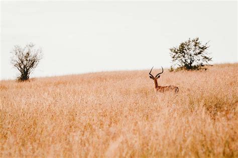 Antelope Antelope In Open Area Surrounded By Grass Mammal Image Free Photo