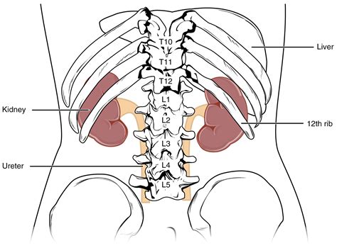 17.3 Gross Anatomy of the Kidney – Fundamentals of Anatomy and Physiology