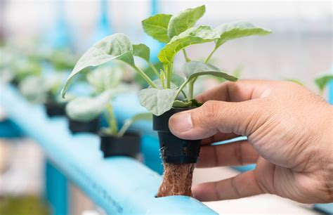 Why Hydroponics for Growing Plants is Becoming More Popular These Days