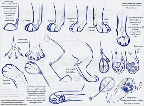 cat paw anatomy | Zeichnung tutorial, Katze zeichnen, Zeichenvorlagen