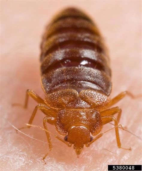 bed bug (Cimex lectularius)