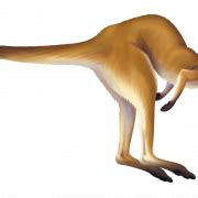 Kangaroo Free PNG Image | PNG All