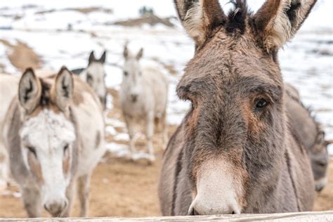 Donkeys at Cripple Creek | Smithsonian Photo Contest | Smithsonian Magazine