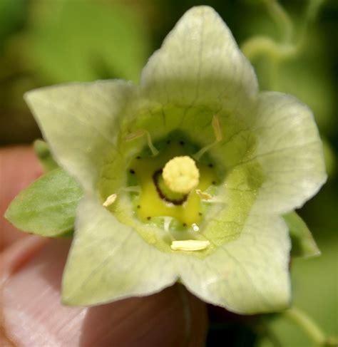 Codonopsis pilosula (Cultivated) – eFlora of India