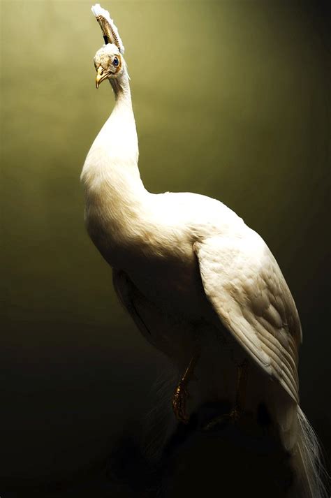 Leucistic Peacock | Animal photography, Peacock photos, Animals