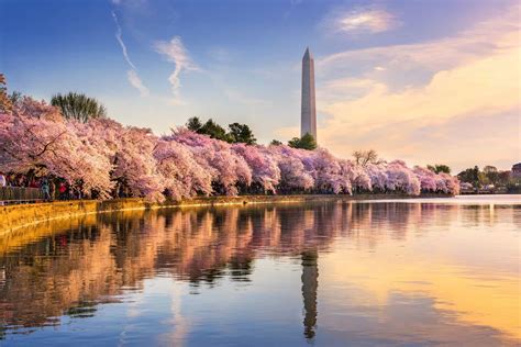 How to See the Washington DC Cherry Blossoms Safely in 2021