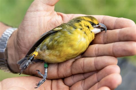 Four Native Hawaiian honeycreepers face “grim prospects” : Maui Now