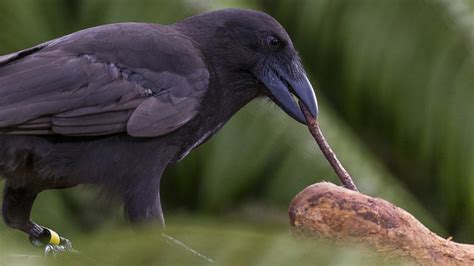 Critically Endangered Hawaiian Crow Joins the Tool-Users Club - The Official PLOS Blog