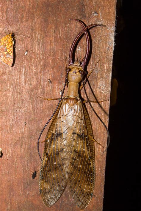 Dobsonfly - TREMARCTOS