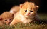 HD wallpaper cute cat photo #35 - 1920x1080 Wallpaper Download - HD wallpaper cute cat photo ...