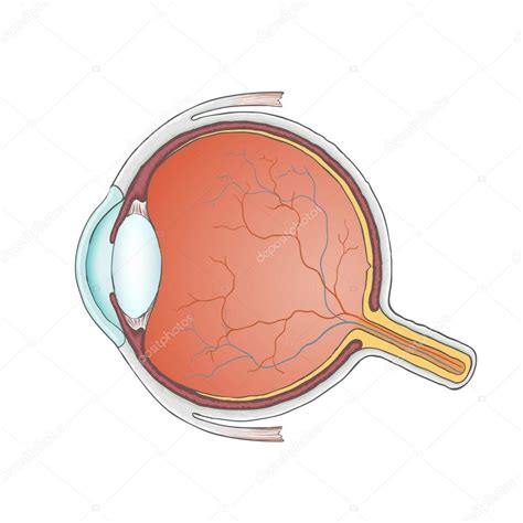 oog Diagram | Quizlet