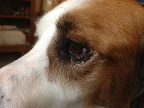 Does Eye Entropion In Dogs Lead To Long Term Impairment