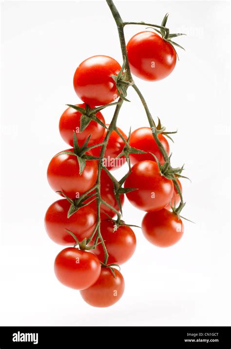 Several Cherry Tomatoes on Vine Stock Photo - Alamy