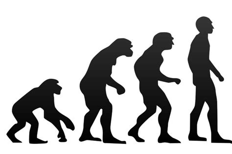 La evolución y la variabilidad de la Biología - PSU