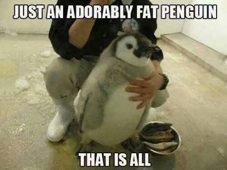 fat penguin - Meme by ThompyNL :) Memedroid