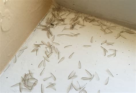 How to Know if You Have Termite Problem? | Antipest Blog