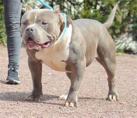 American bully for sale in texas