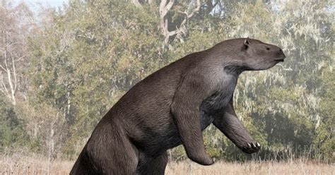 Spinops: Megatherium americanum