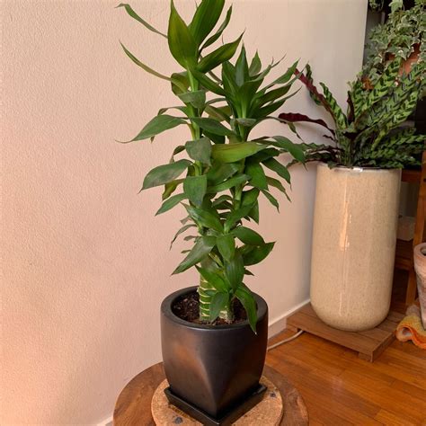Lucky bamboo Dracaena in ikea black ceramic pot with plate, Furniture & Home Living, Home Decor ...