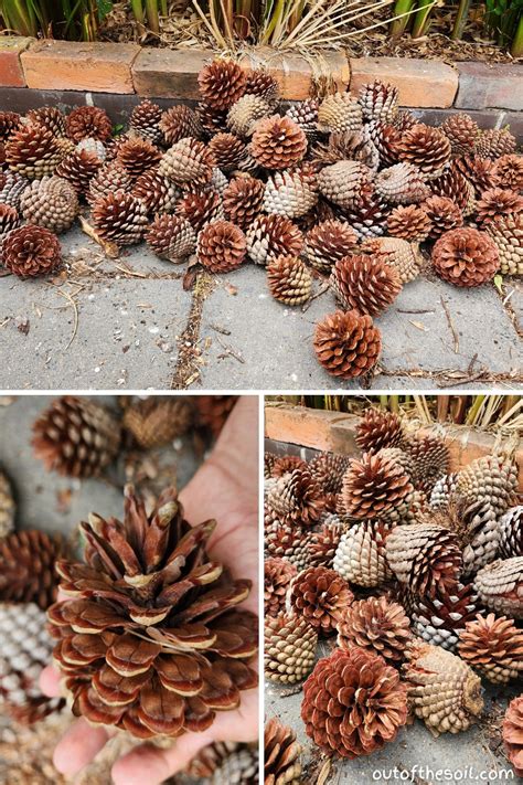 What Do Pine Tree Seeds Look Like? Is A Pine Cone The Seed?