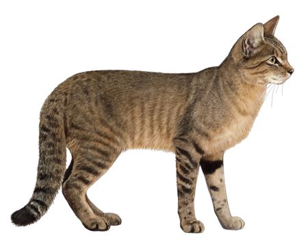 African Wildcat Facts - Wisdom Panel™ Cat Breeds