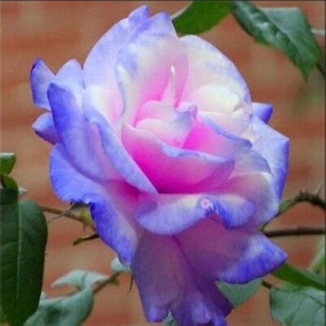 30 Seeds Blue Stifling Remorse Flower Rose Seeds Authentic - Etsy