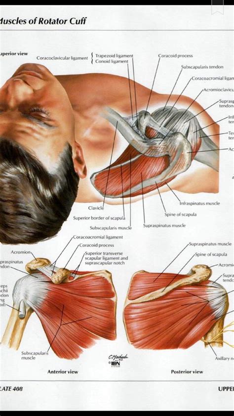 Shoulder Muscles Diagram / telcel2u: Shoulder Muscles Divided Into ...