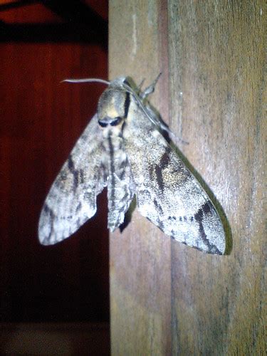 Japanese moths. | CA340034 | wookalar | Flickr