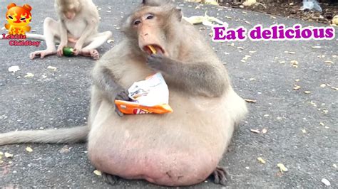 Fat Monkey : Eat more delicious - YouTube