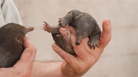 Australian Echidna Puggle