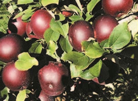 Arkansas Black Apple Tree - Cloverleaf Outdoors