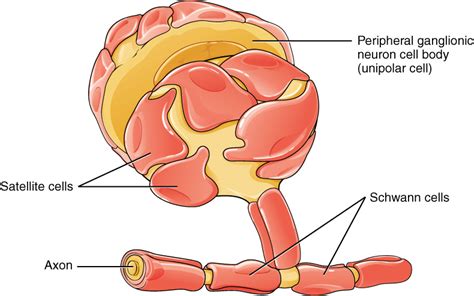 Nervous Tissue | Anatomy and Physiology I