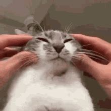 Cat Sweet GIF - Cat Sweet Pet Cat - Discover & Share GIFs