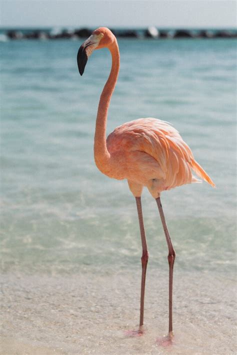 Flamingo - BirdLife International