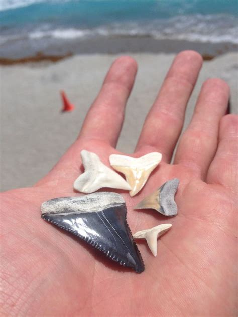 Florida beach littered with shark teeth after dredging project - Men's ...