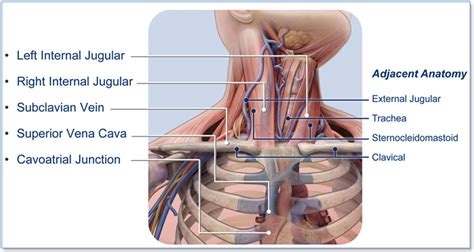 SECTION 2: ANATOMY AND PHYSIOLOGY