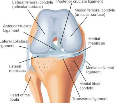 Knee pain: possible causes and treatments - Priv.-Doz. DDr. Christian ...