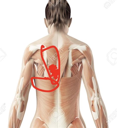 SEVERE burning pain behind left shoulder blade (possibly rhomboid area?) for over a year! Plz ...